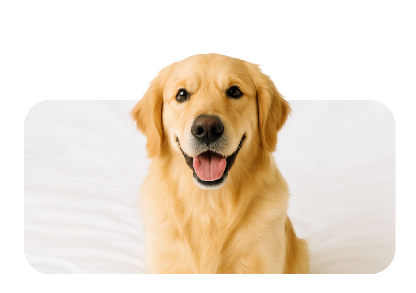 Chiens